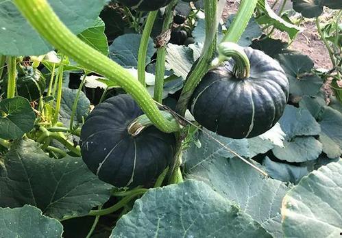 网红吃瓜独家爆料反差 北京朝阳吃瓜,北京朝阳吃瓜背后的惊人反差